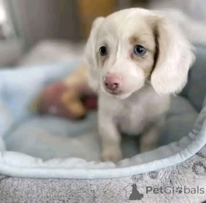 Фото №1. такса - купить в Хельсинки за 51022₽. Объявление №164546