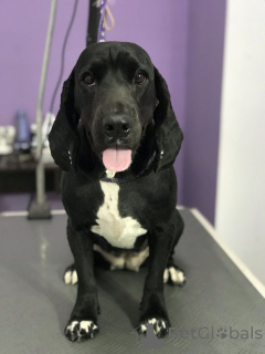 Фото №3. Хорошему ответственному хозяину.  Германия