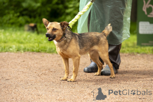 Фото №1. беспородная - купить в Санкт-Петербурге за Бесплатно. Объявление №70675