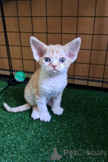 Фото №3. Котята Девон Рекс. Германия