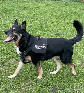 Фото №4. Продажа беспородную в Москва  - цена Бесплатно