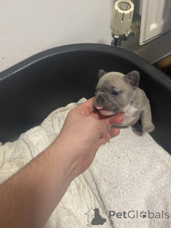 Фото №4. Продажа французского бульдога в Город Теннесси частное объявление - цена 44934₽