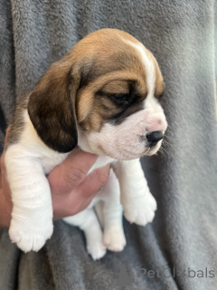 Фото №3. Известно, что они обладают дружелюбным характером..  США