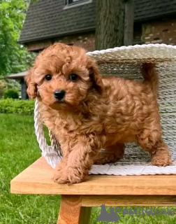 Фото №1. пудель (той) - купить в Братислава за договорная. Объявление №157887