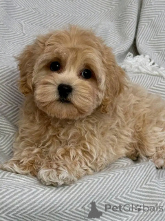 Фото №1. кинг-чарльз-спаниель, пудель (королевский), пудель (той) - купить в Белая вода за договорная. Объявление №151113