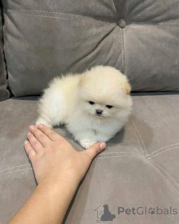 Фото №3. Pomeranian Puppy Pomeranian.  США