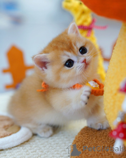 Фото №2 к объявлению №165878 о продаже британская короткошёрстная - купить в Бельгии заводчик