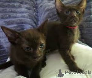 Фото №1. гавана - купить в Париже за 46384₽. Объявление №165516