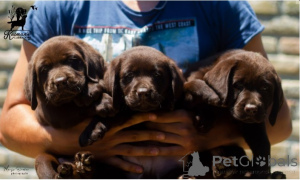 Фото №2 к объявлению №138369 о продаже лабрадор-ретривера - купить в Сербии 