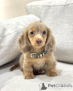 Фото №1. такса - купить в Брюсселе за договорная. Объявление №156453