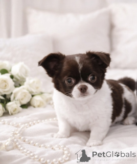 Фото №3. VIP красотка с голубыми глазками!.  Украина