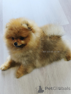 Фото №2 к объявлению №163833 о продаже померанского шпица - купить в Грузии частное объявление, из питомника, заводчик