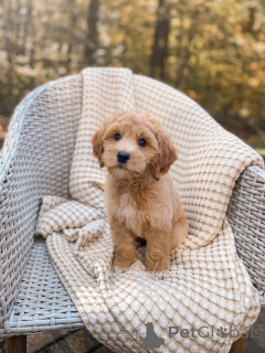 Фото №3. Познакомьтесь с Оливером, умным маленьким исследователем с золотым сердцем!.  Германия