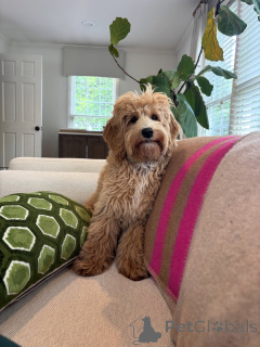 Фото №2 к объявлению №159637 о продаже лабрадудля - купить в Италии частное объявление