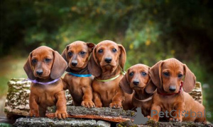 Фото №3. Dachshund Puppies потрясающие в Billericay.  Великобритания