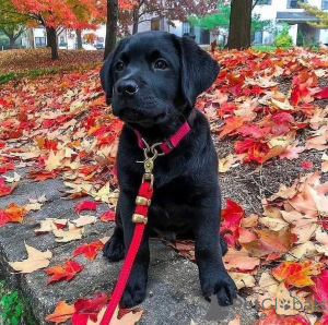 Фото №3. В наличии щенки лабрадора ретривера, мальчик и девочка..  Великобритания