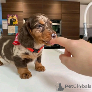 Фото №4. Продажа таксу в Флорида Сити частное объявление, заводчик - цена 98565₽