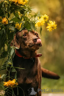 Фото №4. Продажа лабрадор-ретривера в Химках частное объявление - цена Бесплатно