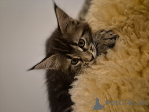 Фото №1. мейн-кун - купить в Зинддельфинен за договорная. Объявление №159464