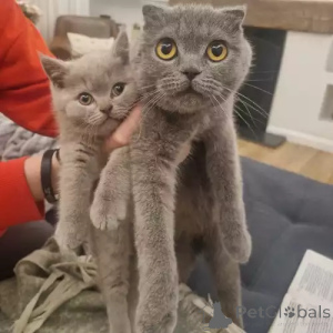 Фото №1. шотландская вислоухая (скоттиш фолд) - купить в Schenefeld за 34150₽. Объявление №167272