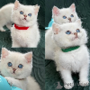 Фото №3. пушистые белые малыши майки - британские короткошерстные котята. Люксембург