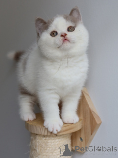 Фото №3. Продаются великолепные британские короткошерстные котята. Пушистые, нежные и. Германия