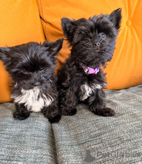 Фото №1. йоркширский терьер - купить в Вуковар за 31454₽. Объявление №161329