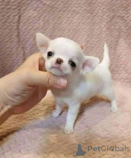 Фото №4. Продажа  в Ансония  - цена договорная