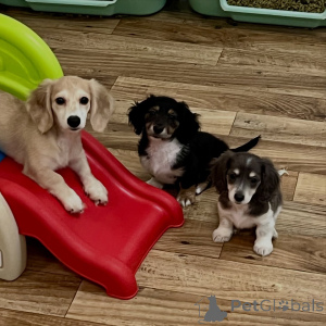 Фото №1. такса - купить в Берлине за договорная. Объявление №155639