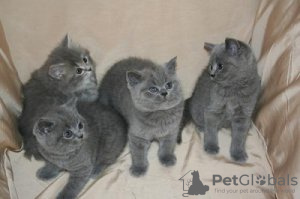 Фото №3. Cute British-shorthair kitten for frr adoption. Германия