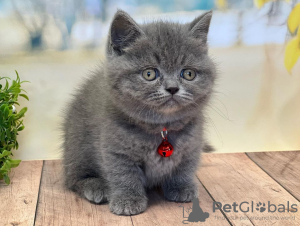 Фото №3. Kauniita Scottish fold kissanpentuja. Финляндия