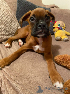 Фото №1. немецкий боксёр - купить в Londerzeel за 46384₽. Объявление №159420