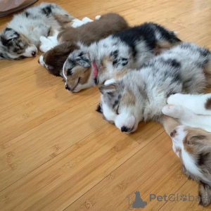 Фото №4. Продажа австралийскую овчарку в Дюссельдорфе частное объявление - цена договорная