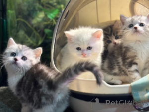 Фото №4. Продам манчкина в Мюнхене заводчик - цена договорная