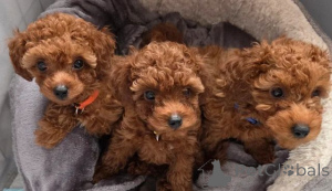 Фото №1. пудель (той) - купить в Capelle Aan den ijssel за 31454₽. Объявление №166521