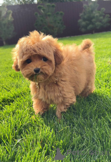 Фото №1. пудель (той) - купить в Брайтон и Хов за 51022₽. Объявление №154731