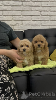 Фото №4. Продажа пуделя (той) в Хельсинки частное объявление, из приюта - цена 46384₽