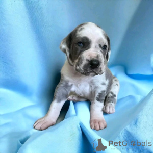 Фото №1. немецкий дог - купить в Гнарренбург за договорная. Объявление №162697