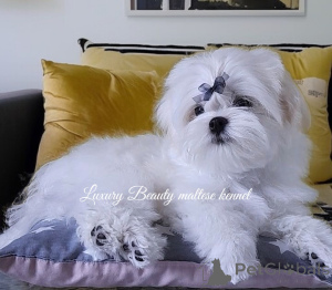 Фото №3. Очаровательные братья, щенки мальтезе, корейские крови..  Украина