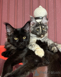 Фото №2 к объявлению №160670 о продаже мейн-кун - купить в Великобритании заводчик