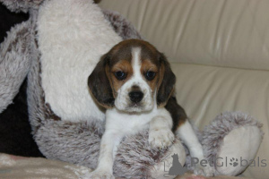 Фото №3. Beagle Puppies ZKWP FCI после чемпионов.  Польша