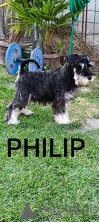 Фото №3. Щенки цвергшнауцера.  Сербия