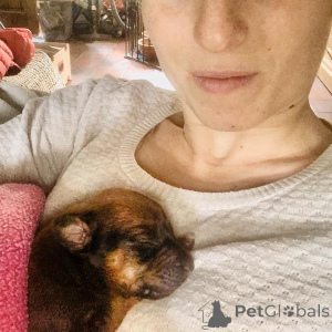 Фото №2 к объявлению №142033 о продаже родезийского риджбека - купить в Бельгии заводчик