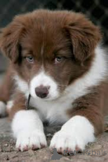 Фото №1. бордер-колли - купить в Амстердам за 64937₽. Объявление №167118