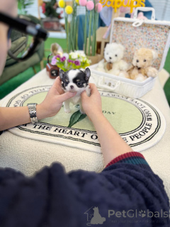 Фото №3. Симпатичные щенки чихуахуа верные друзья в мини-размере.  Германия