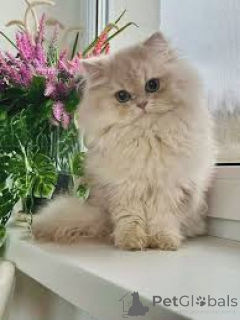 Фото №3. Британский Langhaar-Kätzchen zu verkaufen. Австрия