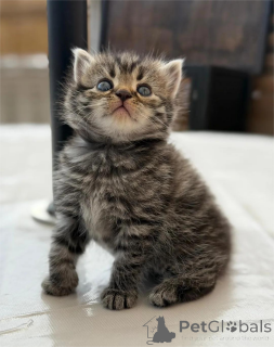 Фото №1. персидская - купить в Дельменхорст за 32468₽. Объявление №153070