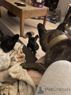 Фото №2 к объявлению №166053 о продаже французского бульдога - купить в Германии 