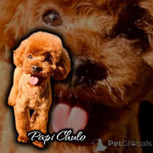 Фото №4. Продажа пуделя (карликового) в Kontich частное объявление - цена 278301₽