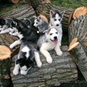 Фото №2 к объявлению №140567 о продаже сибирского хаски - купить в Албании частное объявление